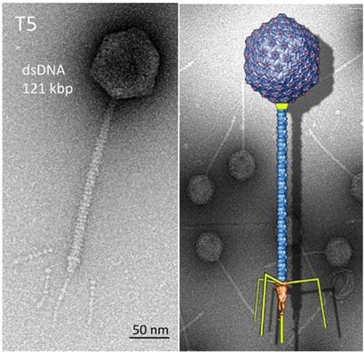 10 surface of the bacteria, allowing the delivery of their genome into the host cell [20]. These tailed phages probably represent the most diversified of all the bacterial virus groups.