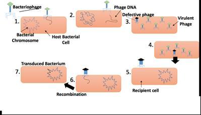 12 There are different types of recombination events that can lead to the incorporation of bacterial DNA into the viral DNA, leading to two modes of transduction specialized and generalized.