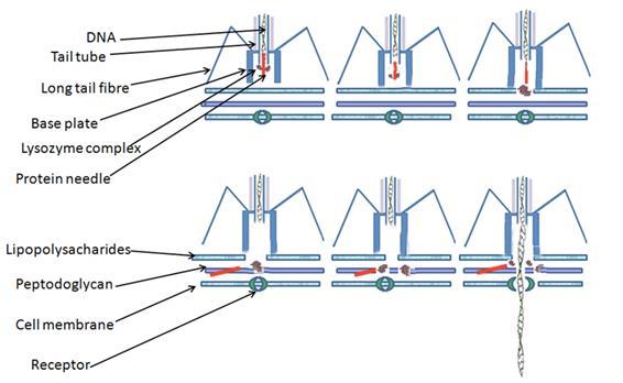 13 represents the most common form of reproduction in prokaryotes and occurs in an asexual manner, where a cell splits into two halves, thereby leading to the production of two new cells.