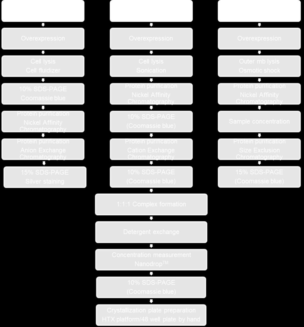 proteins FhuA, pb5 and VHH antibodies.