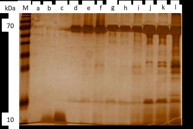 26 Also, as a consequence of the linear gradient during the ion exchange chromatography elution, the increasing salt concentration is also visible (red curve).