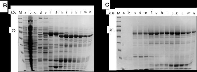 10% SDS-PAGE. The fractions that resulted in 70 kda bands (Figure 15 B) corresponded to pb5 and were then pooled and loaded onto a cation exchange chromatography (Figure 15 C).