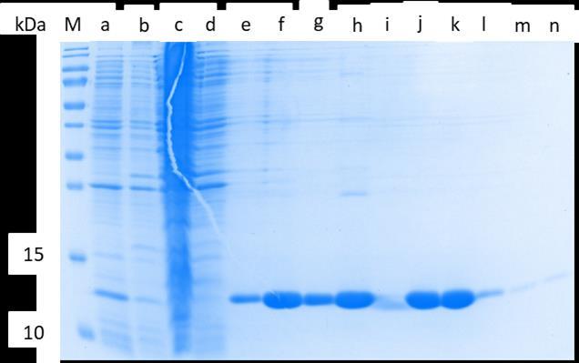 29 age of the cells. Hence, they were pooled together to proceed towards the chromatographic purification.
