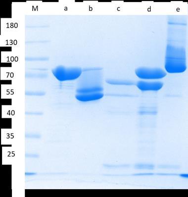 31 The success of the 1:1:1 protein complex formation was assessed with a 10% SDS- PAGE gel (Figure 18.), where the complexes are loaded either after being heated or not.