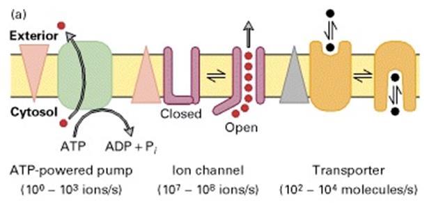 3 2 Theoretical Background 2.1 Membrane Proteins Membrane proteins are cell components of great importance. They perform many of the functions that are vital for the survival of cells [7].