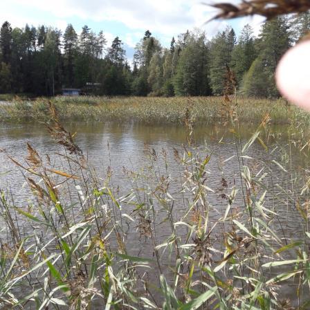 Kortetta poistettiin ensin kaislaleikkurilla ja