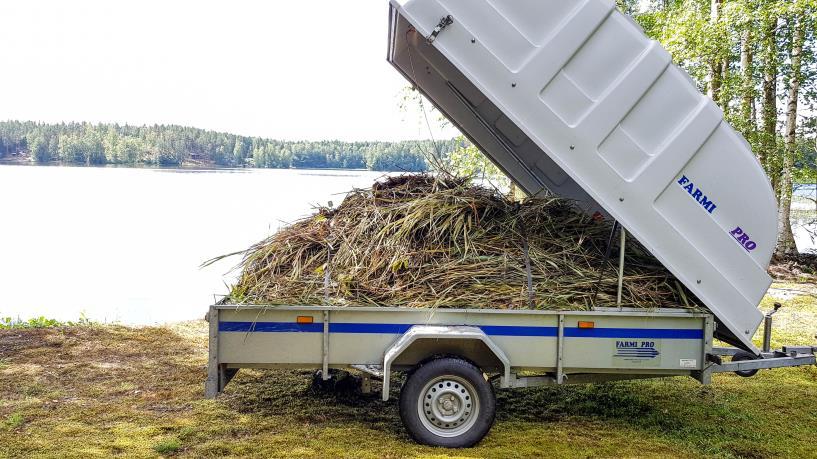 Sen on sanottu ja toivotaan tehostavan lopputulosta. Kaislan leikkaamisen motiiveja ja tavoitteita on erilaisia.