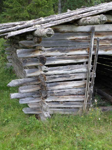 koirankaulasalvokset, molemmat puut on lovettu, tyvi- ja latvapuiden rytmi on sattumanvarainen, salvoksessa