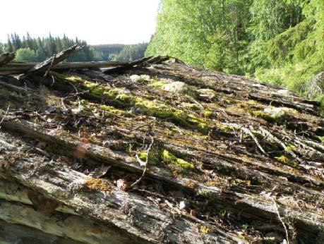 Seinät: Kuva9. vesikatto on tuettu neljän mäntypuisen vuoliaisen varaan, harjalla on rakoa Kuva11.