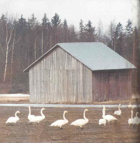 Metsähallitus Pohjanmaan luontopalvelut rakennusperinnön inventointi ja korjaussuunnitelmat Oulangan kansallispuisto SIPARK Oy 2008 166 Kuva5.