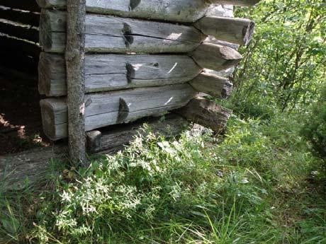 hirsikehikko nostetaan kiville, tavoitteena noin 10cm etäisyys maanpintaan alimpia hirsiä ei tarvitse uusia tarkistetaan ladon alle jäävä maanpinta ja poistetaan siitä oksat juuret latoa ei siirretä