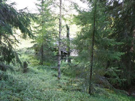 parasta ympäristön hoitoa olisi niittäminen vähintään