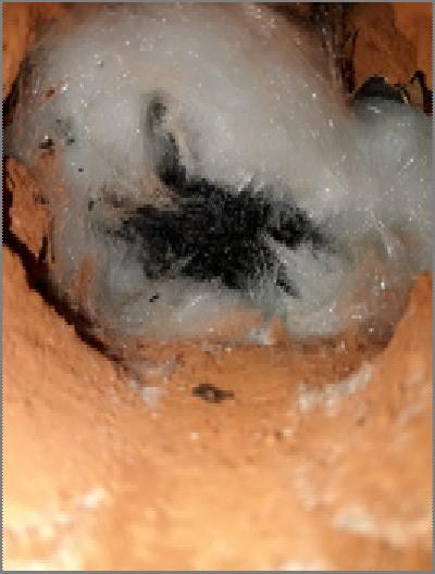 T19013 02 TUTKIMUSRAPORTTI 11 / 21 materiaalinäytteessä havaittiin runsas mikrobikasvu. Mikrobilajistossa oli kosteusvauriolle tyypillisiä mikrobeja ja bakteeria.