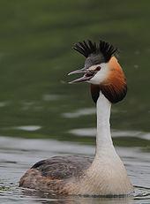 Fågelinventering q Ilmakuvaus Flygfotografering q