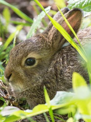 Muut riistalajit Metsähanhi Metsäjänis Sorkkaeläimet