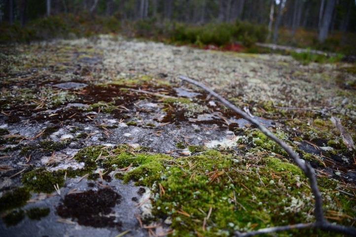 verkostoitumista järjestämällä erilaisia törmäyttämistilaisuuksia.