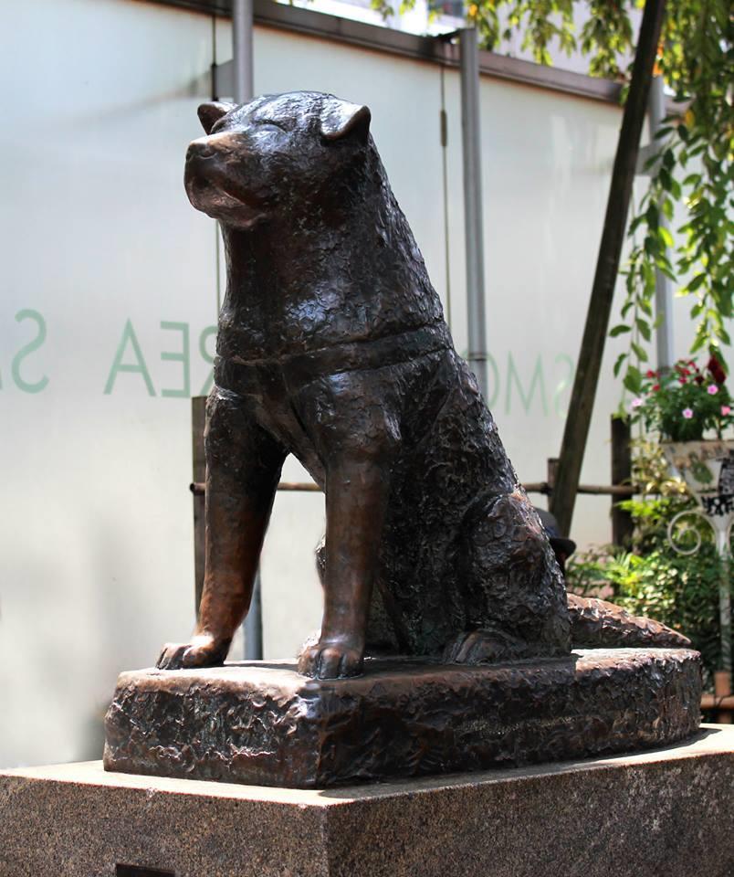 Historiallinen aikajana 1923 Hachiko syntyi Kuuluisa tarina koirasta joka odotti isäntäänsä juna-asemalla vuosia tämän kuoleman jälkeenkin 1927 1931 Akita Inu Hozonkai perustettiin turvaamaan akita