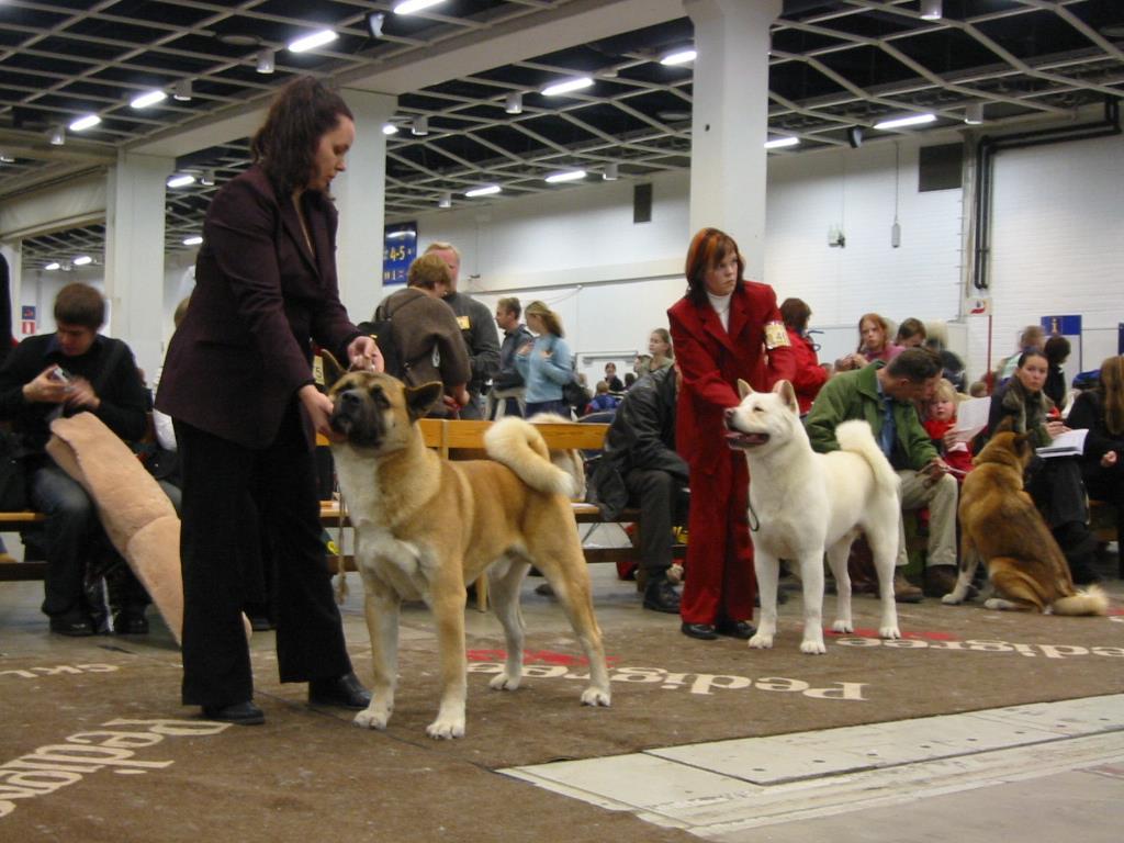 Historiallinen aikajana 1993 2000 2006 2018 AKC tunnustaa Japanin kennel clubin ja näin ollen Japanista voidaan taas tuoda akitoja Yhdysvaltoihin Rotujako FCI maissa Akita ja Great Japanese Dog