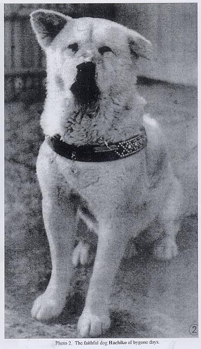 Historiallinen aikajana 1923 Hachiko syntyi Kuuluisa tarina koirasta joka odotti isäntäänsä professori Eizaburo Uenoa junaasemalla vuosia tämän kuoleman jälkeenkin 1927 1931 Akita Inu Hozonkai