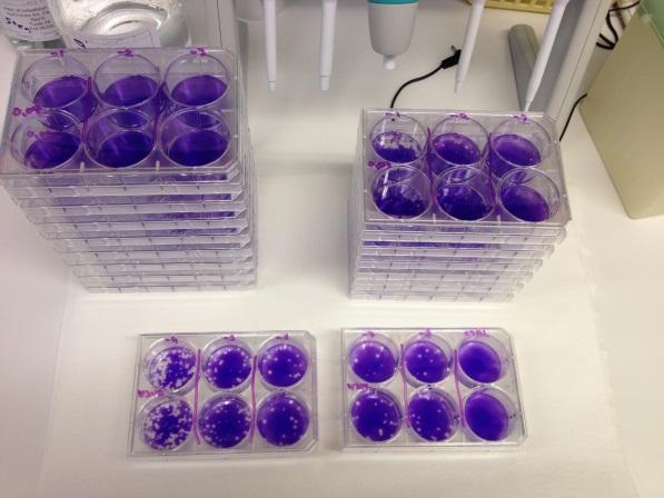 UV-käsittelyn testaus Influenssavirukselle UV kroslinkkaa proteiineja ja vaurioittaa DNA/RNAta 1. testi: 1x0,12J ja 3x0,12J ja 5x0,12J Ei mitattavaa PFU/ml arvoa 2.