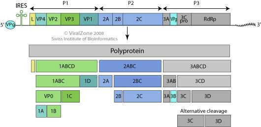 10 Viruksen genomin P1-alue koodaa kapsidiproteiineja, kun taas P2- ja P3-alueet koodaavat replikaatioon liittyviä proteiineja (Kuva 2)(ViralZone 2018).