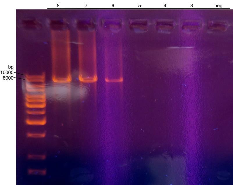 19 6 TULOKSET 6.1 PCR-entsyymit PCR-reaktioiden analysointi suoritettiin agaroosigeelielektroforeesilla.