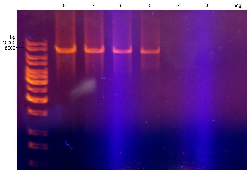 20 Kuva 6. Phusion-polymeraasin tulokset. Kaivojen numerot vastaavat laimennoksien kopiolukujen eksponentteja (8 = 10 8 ja 3 = 10 3 ) ja neg on kaivo, johon ei tullut templaatti- DNA:ta.