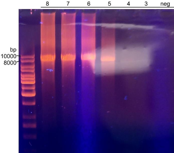 Q5-polymeraasin kohdalla tuloksia ei saatu lainkaan. Aikarajoitteiden takia testejä ei ollut mahdollista uusia. Kuva 10. PrimeSTAR-polymeraasin tulokset, 50 sykliä.