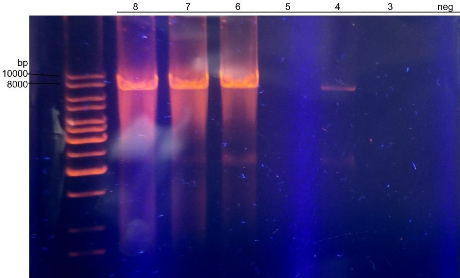 23 Kuvista nähdään, että PrimeSTAR-polymeraasi ei tuottanut PCR-tuotteita 10 5 -laimennoksella 50-syklin testissä, mutta toimi normaalisti 60-syklin testissä (sekä aikaisemmassa 40-syklin testissä).