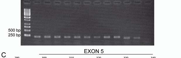 Figure 7. Effect of different FLC A SNP495 alleles on splicing. A. The predicted cds in the sequenced fragment of FLC A lacks exon 5 in Chinese accessions (GY31 and GY36) with a non-consensus splice donor site at SNP position 495.