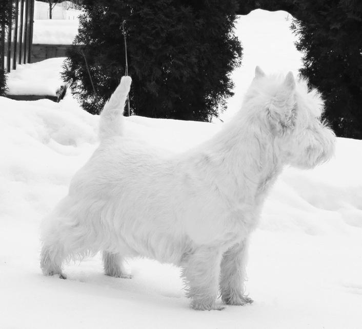 12 Wuoden Westiepentu LITTLE LADYBUG'S BORN TO BE WILD "Peetu" Wuoden Agilitywestie GEROSHINE BRUNO Rontti 12 Vappuaattona 2012 muutin Valkeakoskelta, Little Ladybug'sin Camilla Sundsrömin luota