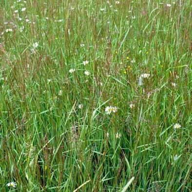 Niitty Diana Ängs Diana 18 10 kg 1028 Moniivuotinen monimuotoisuuspelto - niitty. Tuki kahtena vuotena 300 / ha ja ilmoitetaan sen jälkeen luonnonhoitopeltona, jonka tuki on 120 / ha.