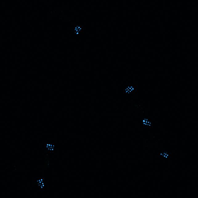 a Probing scaffold loop 32nt SR 90% scaffold detected 5 nm 10% not detected 20 nm b Probing scaffold loop away from surface 49nt SR 91% scaffold detected 9% not detected 20 nm c Probing scaffold away