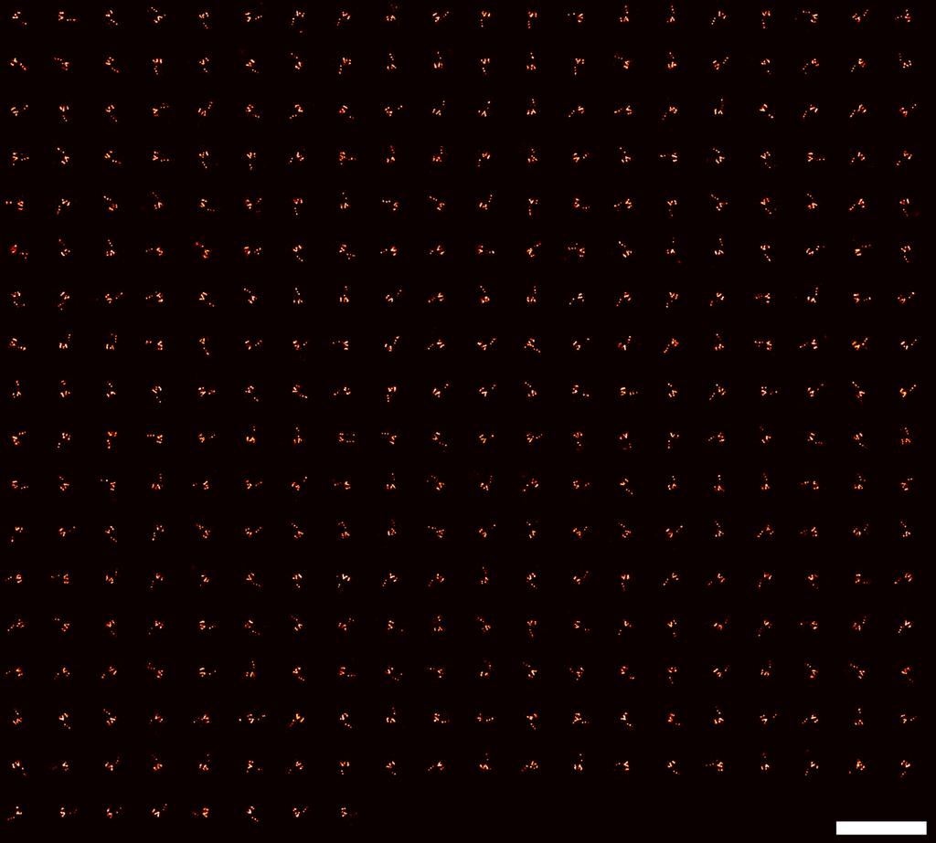 Supplementary Figure 9 Overview of DNA-PAINT images used for