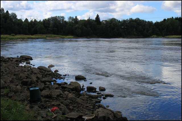 6 Kuva 3: Ruskilankosken koeala 2 (kuva: Tapio Mäkelä) 3.1.2 Saalis koeala 1 Ruskilankosken koeala 1:n saalis koostui kymmenestä lajista (Taulukko 2).