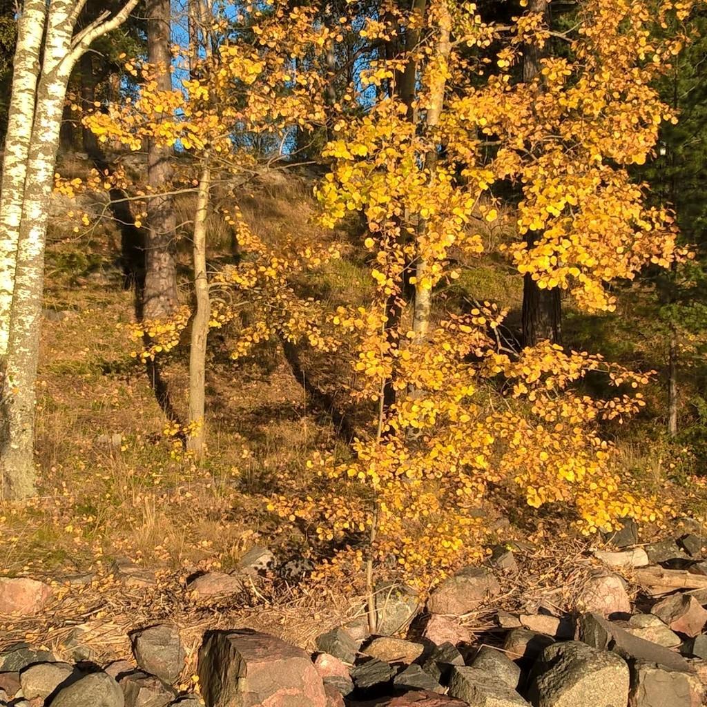Kirkon Toimistohenkilöstö KiTo ry:n sääntömääräinen vuosikokous 2019 pidetään torstaina 26.9. Mikkelin Kenkäverossa klo 16.00 alkaen.