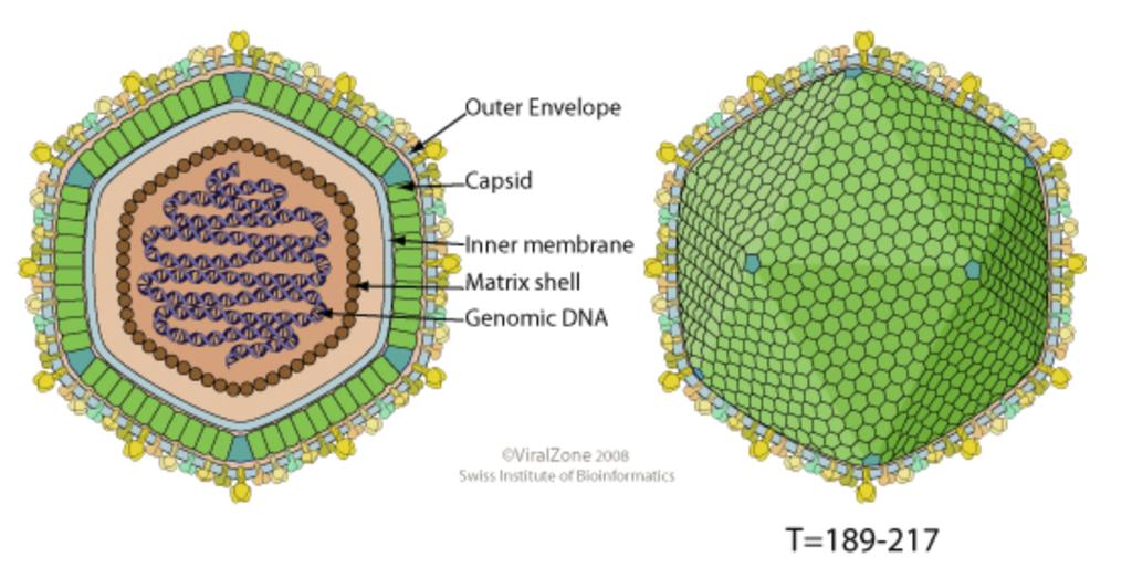 2 ASF-VIRUS JA PATOGENEESI 2.1 ASF-virus Afrikkalaisen sikaruton aiheuttaa Asfaviridae-heimoon kuuluva ASF-virus (African swine fever -virus). Se on ainoa asfivirusten sukuun kuuluva virus.