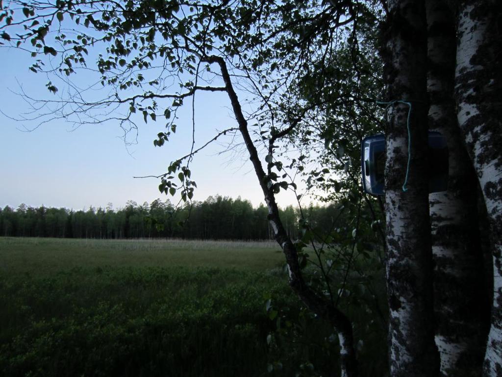 Vastaanottaja Ilmatar Loviisa Oy Asiakirjatyyppi Lepakkoselvitys