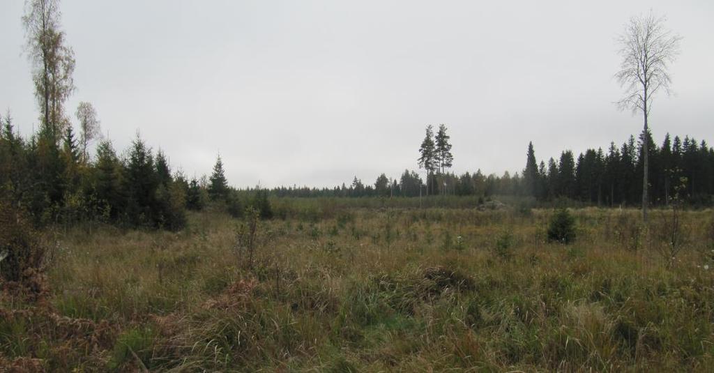 4. SELVITYSALUEEN YLEISKUVAUS Selvitysalue sijoittuu metsäiselle alueelle Loviisan luoteispuolelle.