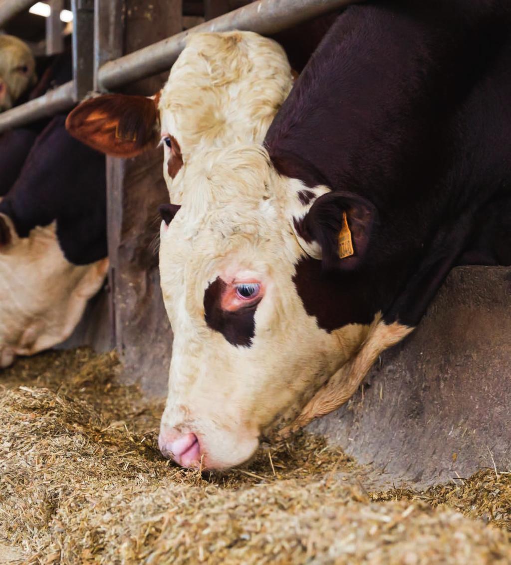 LELY JUNO 7 n etuja Lehmien terveyden parantaminen Haihtuvat rasvahapot, joita syntyy hiilihydraattien sulamisen tuloksena, täyttävät lypsylehmien energiantarpeesta 50 70 prosenttia.