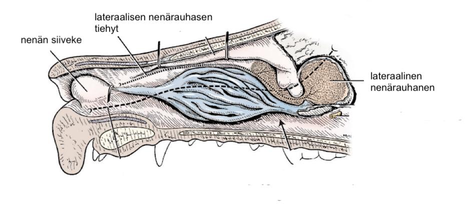 Kuva 4. Lateraalisen nenärauhasen ja sen tiehyen anatominen sijainti mesokefaalisen koiran nenäontelossa (Evans & delahunta 2013). Lilja-Maula ym.