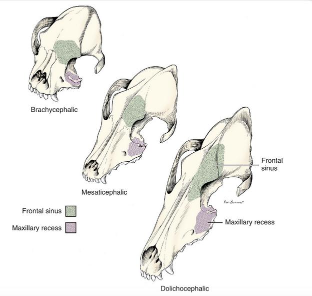 2 KIRJALLISUUSKATSAUS 2.1 Brakykefalian määritelmä ja geneettinen tausta Koiran kallon muodot voidaan jaotella dolikokefaaliseen, mesokefaaliseen ja brakykefaaliseen kalloon (Stockard ym.