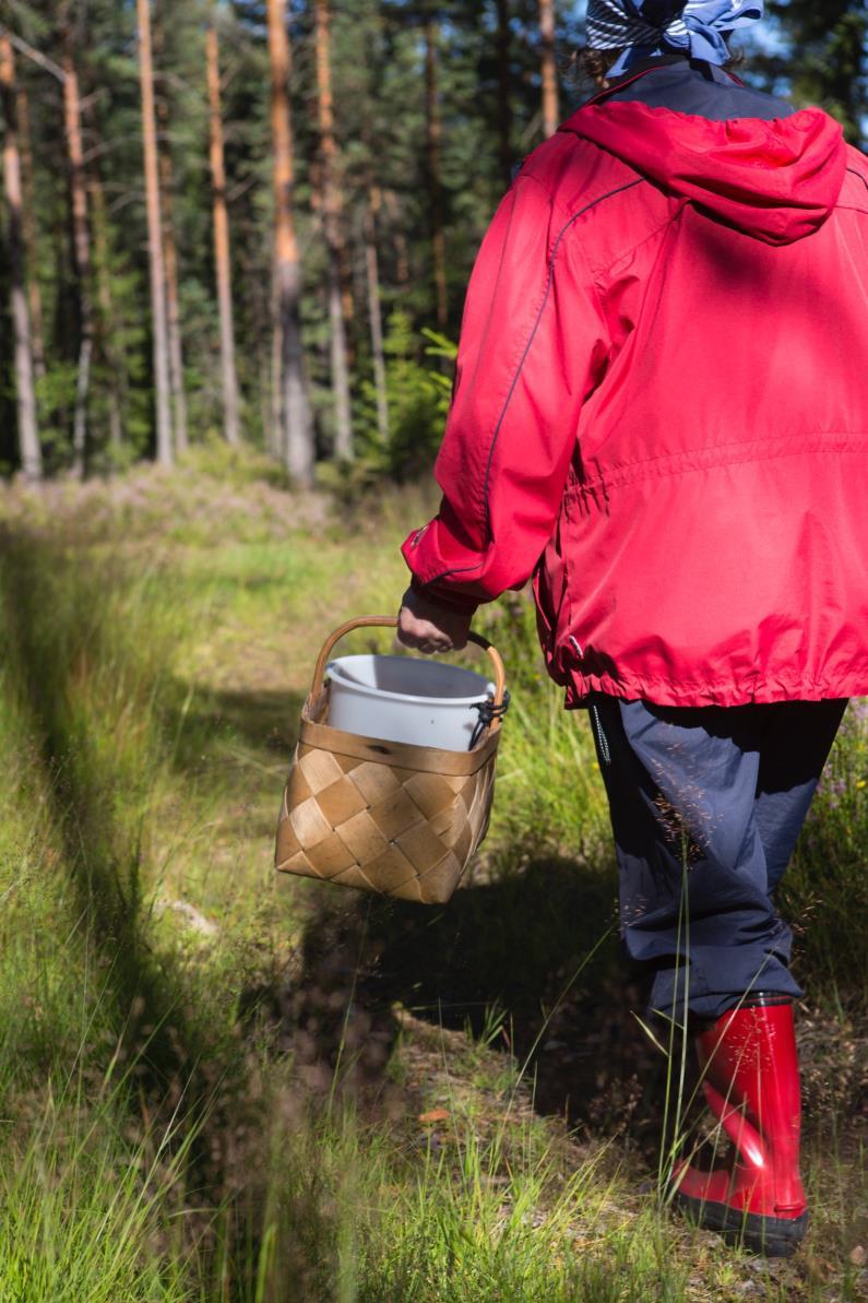 Jokaisella luontokävelyllä kulkija saa