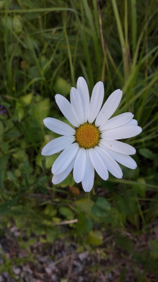 Luontosuhde Luontosuhde = ihmisen suhde ympäröivään luontoon Yhteiskunnallisen muutoksen (kaupungistuminen, teknologian kehittyminen jne.