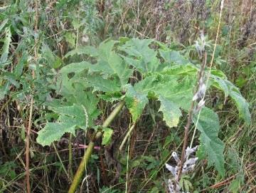 Jättiputket, jättiukonputki Heracleum persicum -ryhmä