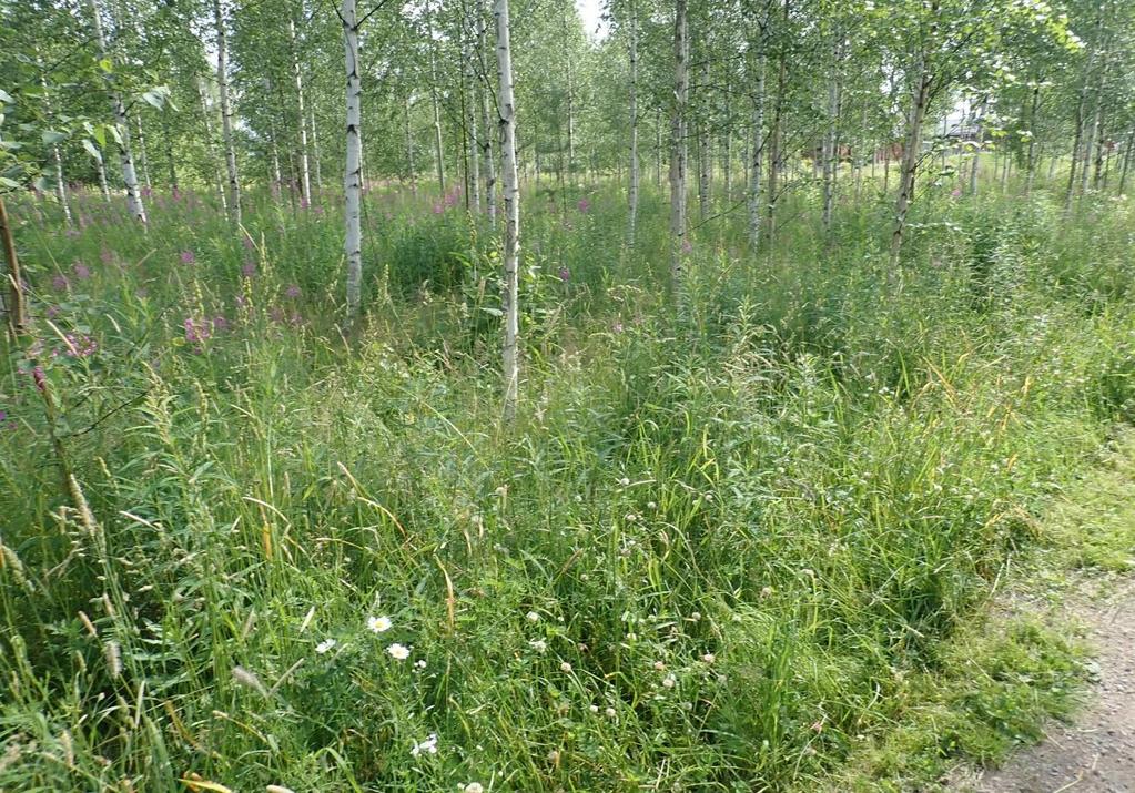 5 Ensisijainen tutkimusalue oli suurimmalta osaltaan metsikköä, jossa kasvoi