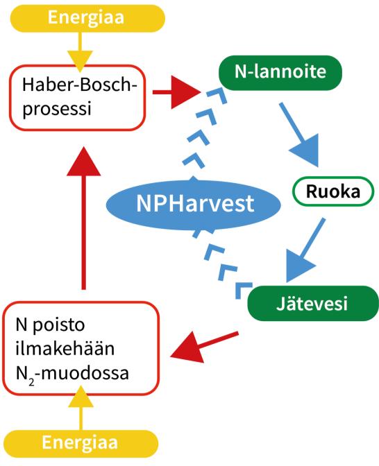 Tausta: NPHarvest Fosfori on rajallinen luonnonvara Typen kierto on