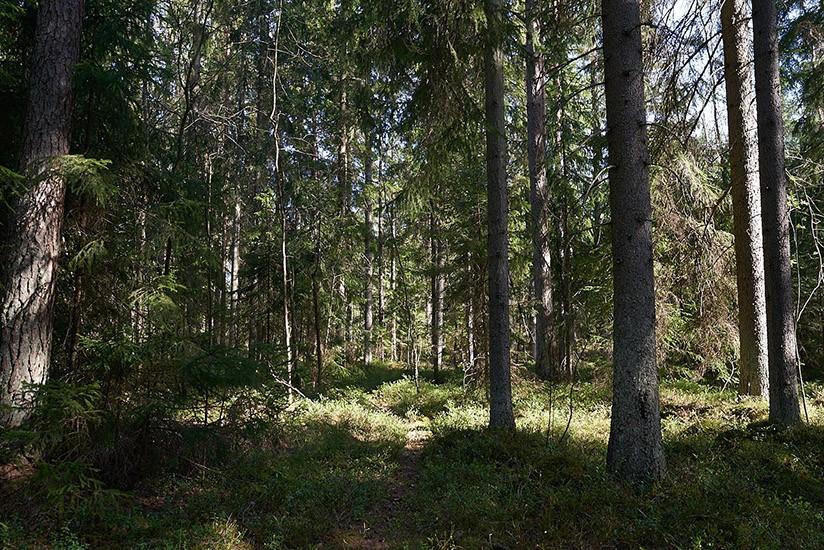 eteläosa, kasvillisuuskuvio 2 sekä kasvillisuuskuvion 4 keski- ja pohjoisosa.