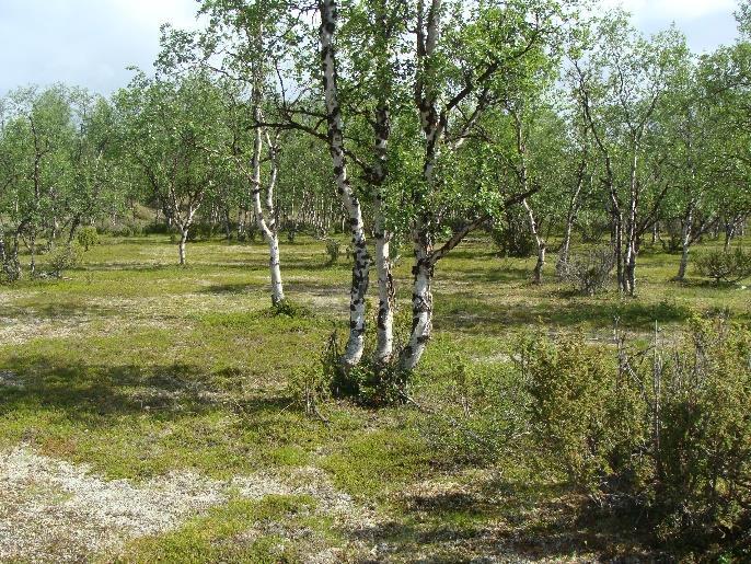 jäkälikköjä ja lajistosuhteet saattavat muuttua. Yhteisvaikutus on suurempi kuin em. tekijät erikseen.