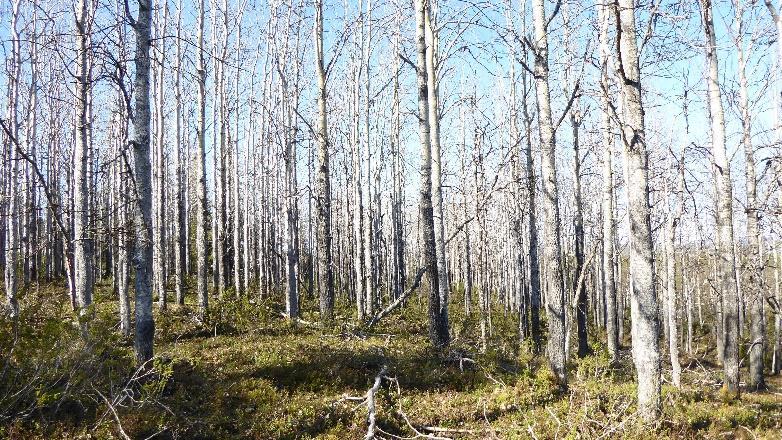 Erillismetsiköt Uusia luontotyyppejä